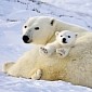 Polar Bear Cubs Are Becoming a Rare Sight in the Arctic