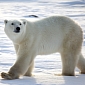 Polar Bear Dies After Feasting on a Bag and a Coat