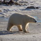 Polar Bear Extinction Can Be Avoided
