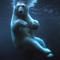 Polar Bear and Seal Swim Out of Minnesotan Zoo