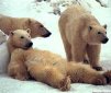 Polar Bear, the Largest Living Carnivorous Mammal