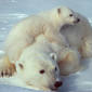 Polar Bears' Size Decreases on Account of 'Stress'