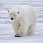 Polar Bears Are 600,000 Years Old