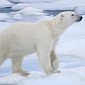 Polar Bears Brutally Killed and Skinned by Poachers