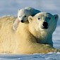 Polar Bears Evolved Sometime Within the Past 500,000 Years