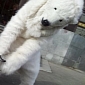 Polar Bears Held Hostage in Moscow