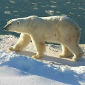 Polar Bears Will Be Decimated by Climate Change