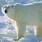 Polar Bears in the Canadian Arctic Archipelago Risk Starving to Death
