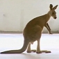 Police Chase Wild Kangaroo Through Melbourne Airport Parking Lot