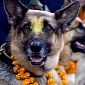 Police Dogs and Cows in Nepal Get Blessed by Locals