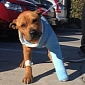 Police Officers Pitch In, Raise Money to Pay for a Dog's Emergency Surgery