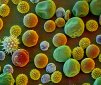 Pollen: Plant Sperm