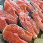 Pollutants in Salmon to Cause Type 2 Diabetes?
