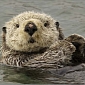 Pollution Is Affecting the Reproductive Systems of Otters in the UK