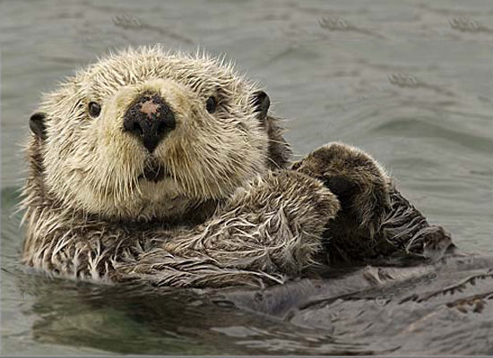 Pollution Is Affecting the Reproductive Systems of Otters in the UK