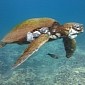 Pollution Is Causing Sea Turtles to Develop Deadly Tumors