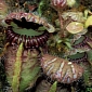 Pollution Makes Carnivorous Plants Suffer from Eating Disorders