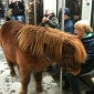 Pony Takes the Train in Berlin – Video