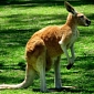 Poop Analysis Helps Researchers Better Monitor the World's Kangaroo Populations