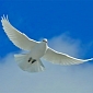 Pope Releases Dove for Holocaust Day, It's Attacked by a Seagull – Video