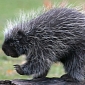 Porcupine Falls from the Sky, Lands on a Woman's Head