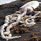 Positively Humongous 7-Meter (23-Foot) Squid Washes Ashore in NZ