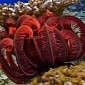Potent Anti-HIV Proteins Extracted from Coral Reefs in Australia