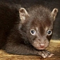 Prague Zoo Welcomes Four Baby Bush Dogs