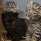 Prague Zoo Welcomes Rare Amur Leopard Cubs