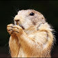 Prairie Dogs May Have the Most Complex Animal Language