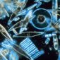 Predicting How Phytoplankton Will React to Acidification