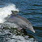 Pregnancy Is Dangerous for Bottlenose Dolphins