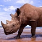 Pregnant Rhino Is Slaughtered by Poachers in Kenya