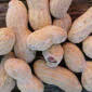 Pregnant Women Can Now Eat Peanuts