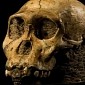 Prehistoric Bar Fights Might Have Shaped Our Ancestors' Faces