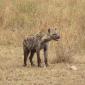 Prehistoric Hyena Dung Contains Human Hair