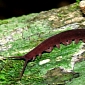 Previously Undocumented Glue-Spitting Worm Species Discovered in Vietnam