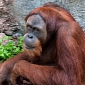 Previously Undocumented Orangutan Population Discovered in Borneo