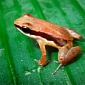 Previously Undocumented Poison Dart Frog Discovered in Guyana