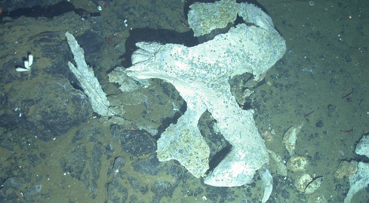 Previously Unknown Crustaceans Found Living on Whale Bones in Antarctica