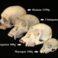 Primates Display Difference in General Intelligence Tests