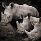 Prince William Speaks Against Rhino Poaching