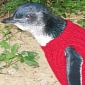 Professional Knitters Needed to Make Jumpers for Penguins