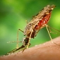 Protein Common to Multiple Malaria Strains Identified