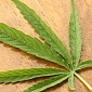 Psychoactive Ingredient in Cannabis Slows Tumor Growth