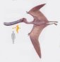 Pterosaurs Had Teen Sex