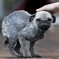 Pug Rescued from Owners Who Forced It to Inhale Marijuana Smoke