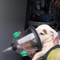 Puppies Are Rescued from House Fire in Fort Lauderdale, Florida