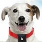 Puppy Bluetooth Collar Will Find Your Lost Pet, If Your Neighbors Cooperate