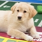 Puppy Bowl IX Gives Football Players a Run for Their Money – Video